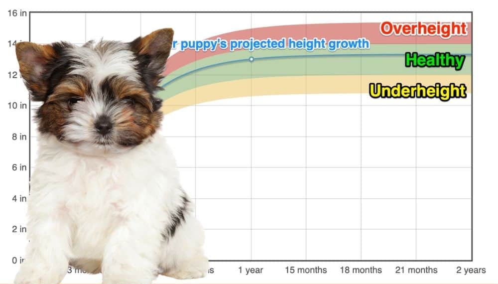 Yorkshire terrier growth chart